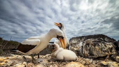 The overall competition winner is this image of Nazca boobies. Courtesy Galapagos Conservation Trust / Leighton Lum