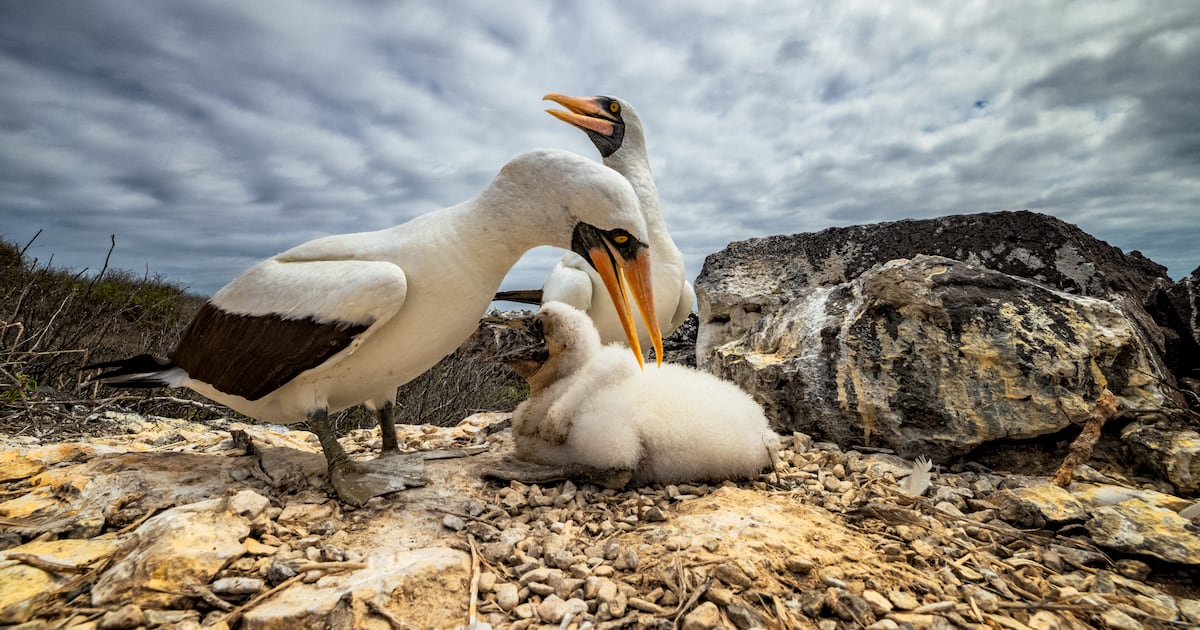 13 stunning images from the Galapagos Conservation Trust's 2021 photo ...