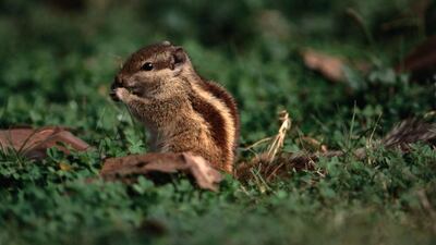 The palm squirrel, cute but a possible pest. Getty Images