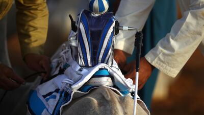 Handlers prepare camels to race during Al Marmoom Heritage Festival.