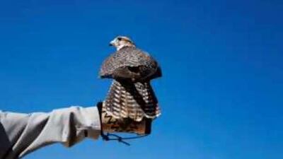 The Emirates Falconers' Club and the Abu Dhabi Authority for Culture and Heritage are organizing the event.