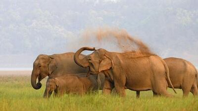 India had 27,694 elephants as of 2008, according to data on the website of the Ministry of Environment and Forests. AP Photo