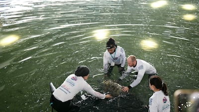 The aquarium will continue to monitor the turtles until they are deemed fit to swim back to the open sea