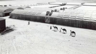 Greenhouses were built on the sea-side of Saadiyat Island, at the location that is now the Louvre Abu Dhabi. The $3.4 million project was funded by the Abu Dhabi Government and was overseen by the programme directors in Arizona. Courtesy Ali Kaddas Al Romaithi