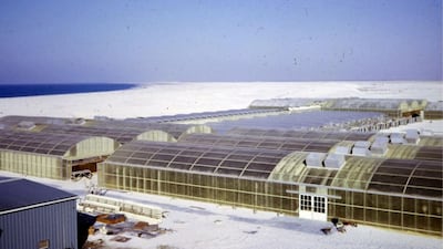 Saadiyat Island was at the heart of agricultural growth in the country. Courtesy Merle Jensen/University of Arizona