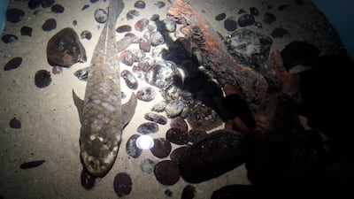 Methuselah, an Australian lungfish that was brought to the California Academy of Sciences in 1938 from Australia, rests at the bottom of its tank in San Francisco, California. AP
