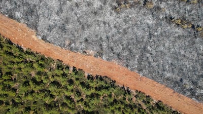 A track divides burnt trees from living ones in a forest in the Mugla district. Turkey struggled against its deadliest fires in decades this summer. AFP