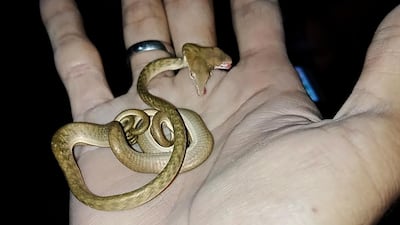 A rare two-headed snake is seen in the palm of a person's hand in Tabanan, on the resort island of Bali. AFP