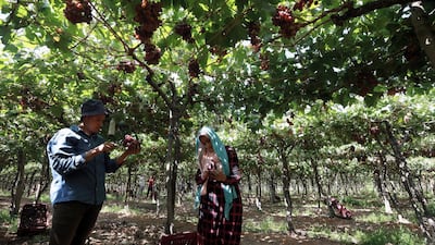Workers harvest grapes at a farm in Khatatba Al Minufiyah Governorate in Egypt, north of Cairo. Table grapes are exported to EU countries, mainly Germany and the Netherlands. EPA