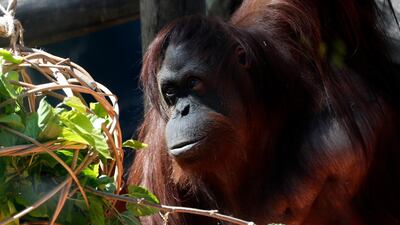 Orangutan Sandra sits in her enclosure at the former city zoo now known as Eco Parque, in Buenos Aires. AP