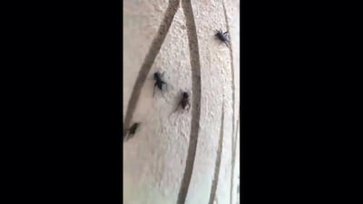 Crickets have spread throughout Makkah shutting down schools. Twitter