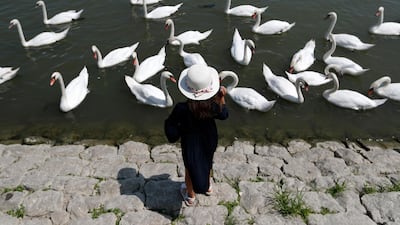 A girl feeds swans on the bank of the Danube river in Belgrade, Serbia. AP