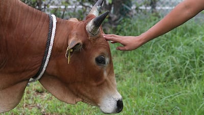 Applestone Meat has taken the bull by the horns with its service. EPA/FAZRY ISMAIL