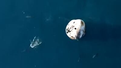 Dolphins swim around the Dragon capsule with the SpaceX Crew-9 astronauts aboard after splashdown. AFP