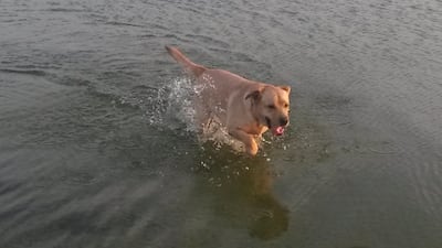 Bertie, the 14-month-old Labrador, who died of injuries sustained from an encounter with an Oryx at Al Qudra Lakes. Courtesy Karen Lee