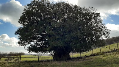 Holly on the Hill in Hawnby, north Yorkshire.