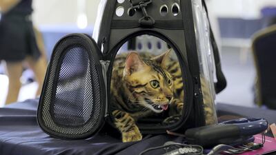 One of the cats at the cat show at the Abu Dhabi Pet Festival held at du Arena on Yas Island in Abu Dhabi, UAE, on April 13, 2018. Pawan Singh / The National