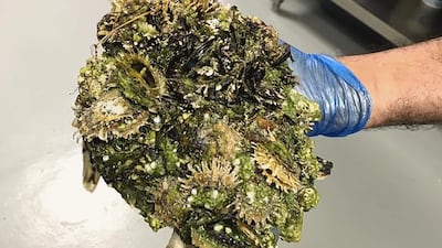 Barnacles are a sign a turtle is unwell, as healthy animals can keep their growth under control