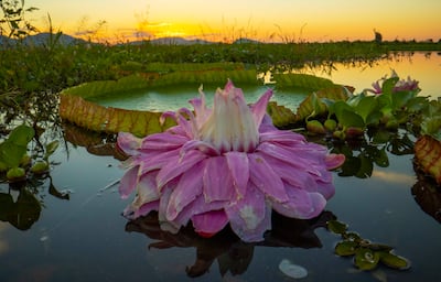 The football-sized flower of the giant water lily Victoria species, of the Brazilian Pantanal wetland, turns pink after it has been pollinated. Photo: Joao Paulo Krajewski