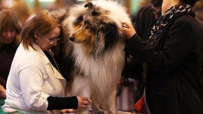 A dog is groomed on the first day of Crufts dog show. (Matt Cardy / Getty Images / March 6, 2014)