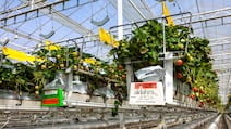 Pure Harvest Smart Farms has three farms in the UAE that produce 120,000kg of fruit each week. Victor Besa / The National