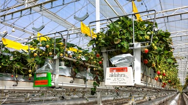 Pure Harvest Smart Farms has three farms in the UAE that produce 120,000kg of fruit each week. Victor Besa / The National