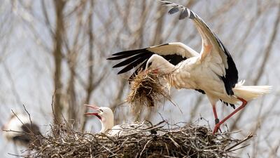 A couple of white storks build their nest in Linkenheim, Germany. EPA