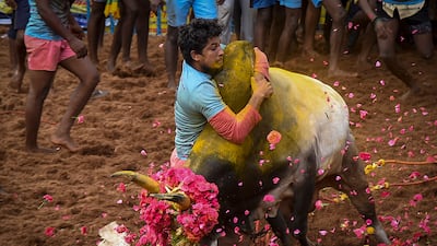 A participant tries to control a bull the Jallikattu bull taming event in Palamedu village in Tamil Nadu. AFP