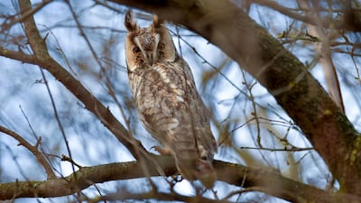 A long-eared owl perches on a tree near the munincipality of Hortobagy, northeastern Hungary. EPA