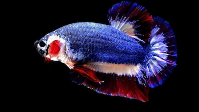 A Siamese fighting fish with colours resembling the Thai national flag swims in a fish tank in Nakhon Pathom, Thailand. The fish was sold for a record breaking 53,500 baht (Dh5,500) after pictures of its blue, red and white horizontal stripes - colours of the Thai national flag – went viral when it was posted on a private auction group on Facebook. Chuchat Lekdeangyu/Shutter Prince via AP
