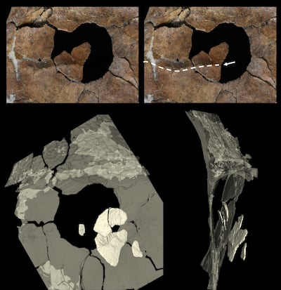 The hole in the scapula and the bone fragments found embedded in the sediment. Photo: Dr Emma Pomeroy