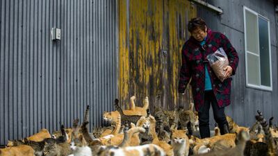 Cats crowd around village nurse and Ozu city official Atsuko Ogata on Aoshima Island. Reuters