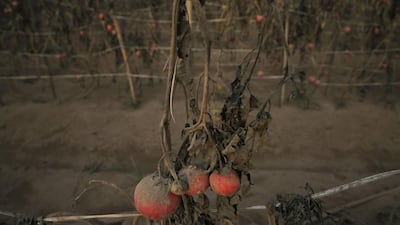 Tomatoes are covered in ash from the Mount Sinabung volcano eruption at Sibintun village in Karo district, North Sumatra province February 4, 2014. Indonesia’s Mount Sinabung volcano erupted and killed at least 11 people on the western island of Sumatra on Saturday, the first time it is known to have claimed any lives, a senior government official said. Beawiharta / Reuters