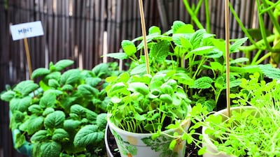 A wide range of herbs are suitable for growing in the UAE, including mint, basil and marjoram. Most herbs are easy to grow in almost any kind of container or pot, provided they have drainage holes. iStockphoto