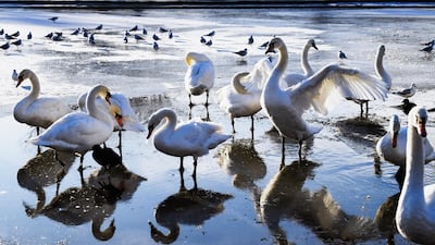Swans gather on a frozen pond in Victoria Park in Glasgow, Scotland. Jeff J Mitchell / Getty Images
