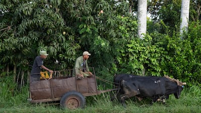 The high cost of diesel has forced Cuban farmers to resort to ploughing their fields manually. AFP