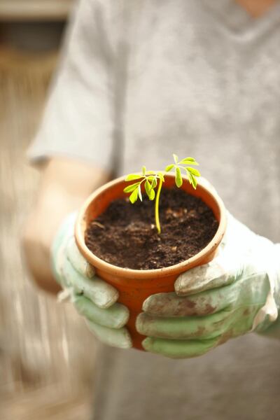 The drought-resistant tree can be grown from sapling in weather conditions such as those found in the UAE. Getty