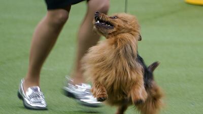 Pure joy: A dog takes part in the terrier group competition on February 11, 2020. Reuters