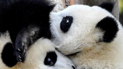 The panda twins Pit and Paule play in their enclosure at the Berlin Zoo. AP