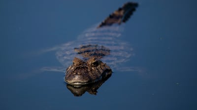 A broad-snouted caiman in Piratininga Alfredo Sirkis Waterfront Park, in Niteroi, south-east Brazil. AP