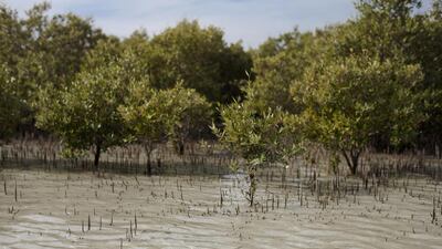 Mangroves have been widely acknowledged as a coastal defence system, protecting against storm surges and mitigating damages caused by strong waves. Lee Hoagland / The National
