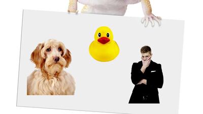 Gecko lizard, dog, rubber ducky, man - an advertising mascot for whom? istockphoto.com