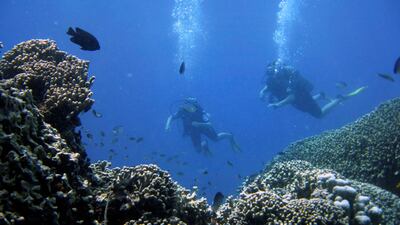 Ascending too fast can cause the pressure outside the body to fall rapidly, leading to gases bubbling out into divers' blood and tissues, and resulting in the bends. Photo: Finbarr O'Reilly