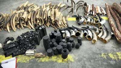 Some 1,350kg of illegal contraband, including rhinoceros horns and elephant tusks, are seized in Dubai. some of the ivory is painted black in an unsuccesful attempt to fool customs officers. Courtesy Dubai Police