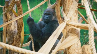 A western lowland gorilla named Kiburi at London Zoo. ZSL London Zoo