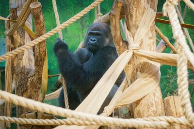 Kiburi at the zoo on Wednesday. ZSL London Zoo