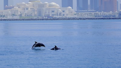 Less disturbed areas may be preferred because they contain more prey, which for the Indo-Pacific bottlenose dolphin includes various types of fish as well as squid. Courtesy: Environment Agency Abu Dhabi
