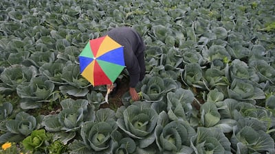 Lebanese farmers have seen their costs rise as a result of the country's economic crisis. Reuters