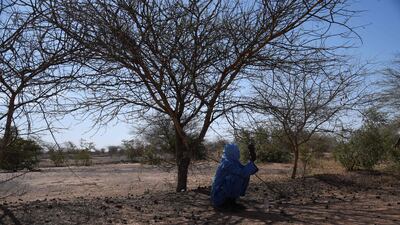 A farmer sits on drought-struck land in Simiri, Niger, where fallen tree stumps and roots are being used to regrow trees. AFP