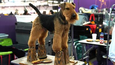A Welsh Terrier stands atop four precarious perches in the benching area during the Daytime Session in the Breed Judging across the Hound, Toy, Non-Sporting and Herding groups. Photo: AFP